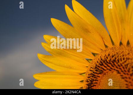 Gouttes de pluie sur les pétales de tournesol jaunes Banque D'Images