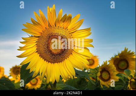 Un seul tournesol jaune contre un champ agricole Banque D'Images