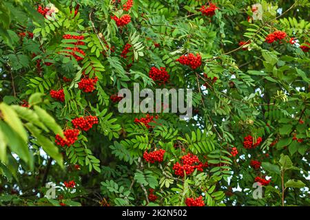 Sorbier (Sorbus aucuparia), frêne arbre des grappes de petits fruits avec des feuilles vertes autour. Banque D'Images