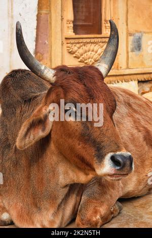 Vache indienne reposant dans la rue Banque D'Images