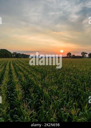 Drone aérienne photo d'une belle plantation agricole verte et jaune bordant les forêts sauvages en Belgique, en Europe avec les rayons dorés du soleil créant une couverture magique sur les champs de ferme verts. Champs de légumes, vignobles. Croissance industrielle massive de la culture alimentaire écologique. Photo de haute qualité Banque D'Images