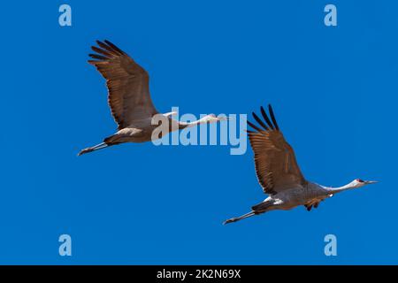 Une paire de grues Sandhill en vol Banque D'Images