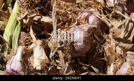 Bulbes de jeunes nouveaux ail frais sur le marché agricole. Ail prêt à la vente sur le marché. Banque D'Images