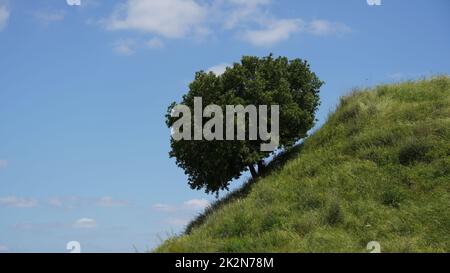 Arbre solitaire sur une pente verte d'une colline contre le ciel bleu Banque D'Images