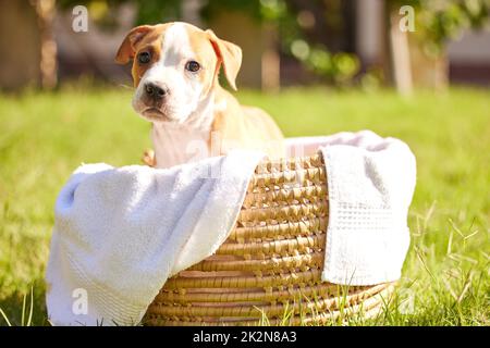 Je pourrais être transporté comme ça toute la journée. Photo d'un chiot pitbull assis dans un panier sur une pelouse. Banque D'Images
