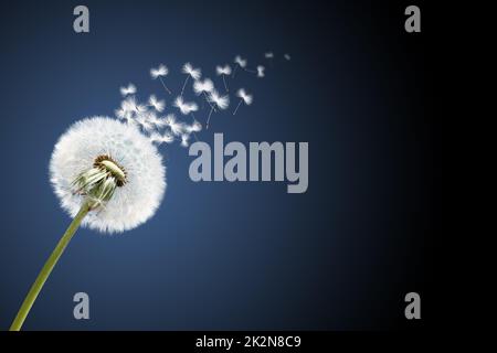 Fleur de pissenlit avec plumes volantes sur ciel bleu. Banque D'Images