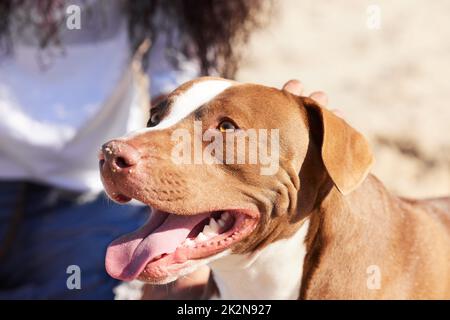 J'ai beaucoup laof mon humain. Photo d'une femme passant une journée à la plage avec son adorable chien. Banque D'Images