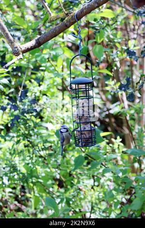 Blaumeise (Cyanistes caeruleus, Syn. Parus caeruleus) an einer Sommerfutterstelle mit Meisenknödeln Banque D'Images