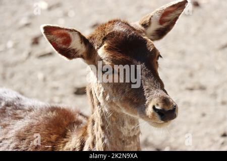 Mufflon (Ovis gmelini musimon) im Wildgehege Banque D'Images