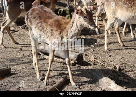 Mufflon (Ovis gmelini musimon) im Wildgehege Banque D'Images