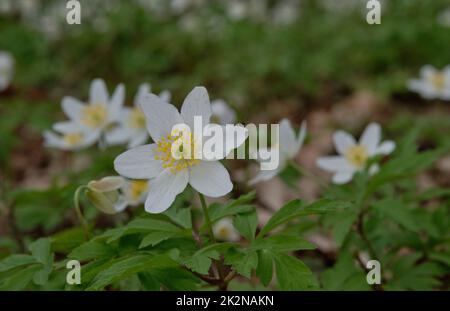 Fleur unique de Windflower(Anemone nemorosa) en gros plan Banque D'Images