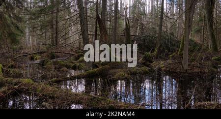 Forêt de tourbières d'aulne de printemps Banque D'Images