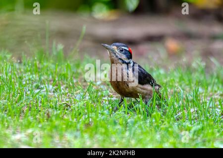 Pic à poils, Leuconotopicus villosus, San Gerardo Costa Rica Banque D'Images