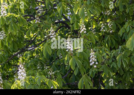 Les fleurs d'un châtaignier au printemps. Banque D'Images