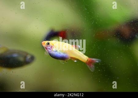 Portrait, gros plan d'une tétra, d'une barbe ou d'un danio dans un aquarium. Banque D'Images