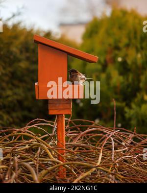 Portrait, gros plan d'un moineau sur un chargeur, songbird. Banque D'Images