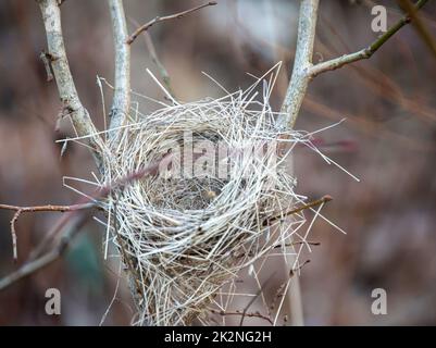 Un oiseau abandonné nichent de l'été dernier sur une brousse. Banque D'Images