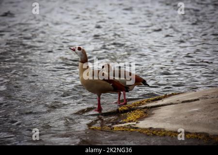 Deux Petites Oies rieuses sur la rive d'un lac. Banque D'Images