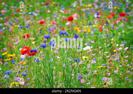 De beaux bleuets dans un champ de fleurs avec des coquelicots rouges et d'autres fleurs de champ. Banque D'Images