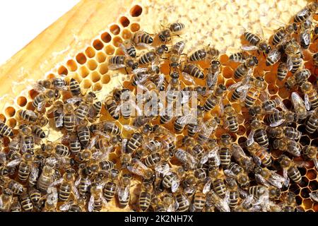 quelques abeilles sur une ruche d'abeille Banque D'Images