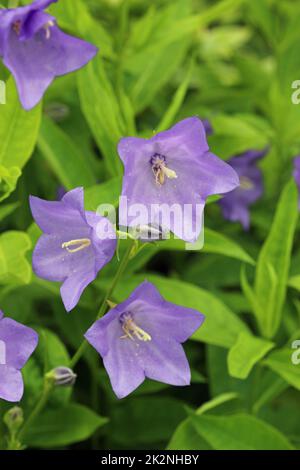 Canterbury Bell fleurs bleu en gros plan Banque D'Images