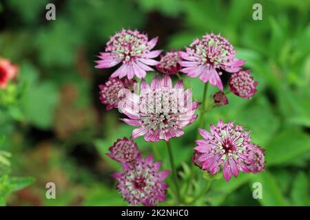 Fleurs de maître roses en gros plan Banque D'Images