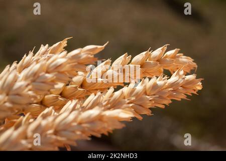 sheaf de blé sous le soleil Banque D'Images