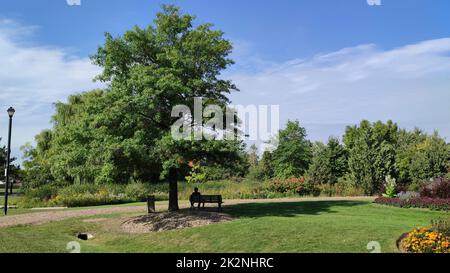 La silhouette d'une femme assise sur un banc de parc sous un arbre. Détente dans un parc public le matin Banque D'Images