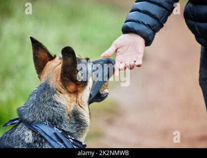 Si vous voulez un ami, prenez un chien. Photo d'un adorable berger allemand formé par son propriétaire dans le parc. Banque D'Images