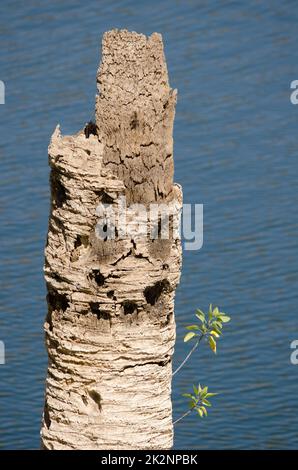 Plantules de tabac d'arbre poussant sur le tronc d'un palmier date de l'île des Canaries mort. Banque D'Images