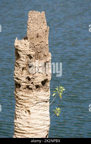 Plantules de tabac d'arbre poussant sur le tronc d'un palmier date de l'île des Canaries mort. Banque D'Images