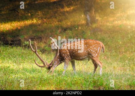 Magnifique cerf chital ou tacheté dans le parc national de Ranthambore, Rajasthan, Inde Banque D'Images