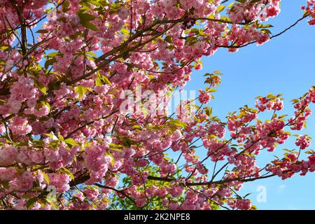 Fleurs roses splendeur sur un arbre avec ciel bleu Banque D'Images