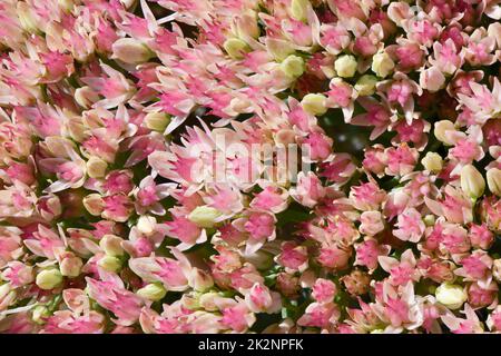 Beaucoup de fleurs roses délicates de Sedum ou de stonecrop fleurs et feuilles vertes. Photo d'arrière-plan. Photo haute résolution. Profondeur de champ complète. Banque D'Images