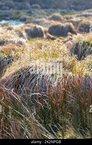 Zone humide danoise - Parc national de Rebild. Nature matinale - terre marécageuse. Un sol humide et boueux trop doux pour supporter un corps lourd. Parc national de Rebild, Jutland Banque D'Images