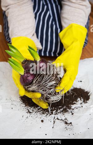 Une fille dans un tablier rayé transplante des bulbes de jacinthe d'un pot, plantant des bulbes de jacinthe avec des outils de jardin. Banque D'Images