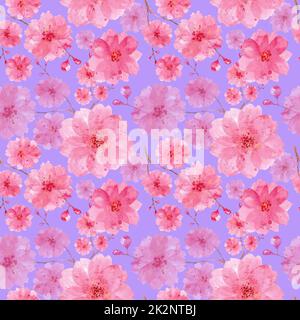 Motif d'aquarelle en fleur de cerisier. De grandes et petites bourgeons de sakura sur fond rose. Banque D'Images