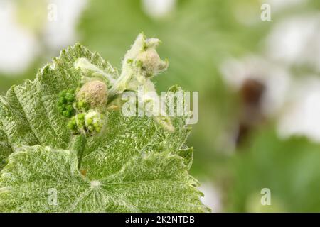 Jeunes pousses de raisin blanc. Vue latérale. Photo haute résolution. Profondeur de champ complète. Banque D'Images