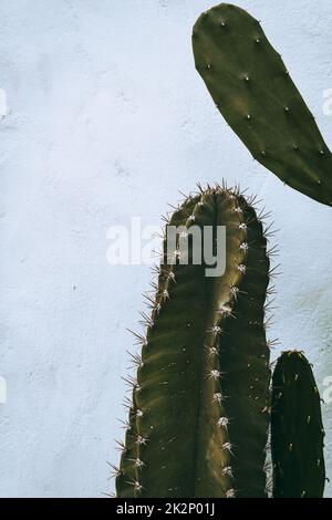 Cactus, photo esthétique naturelle de succulents gros plan, texture végétale verte. Banque D'Images