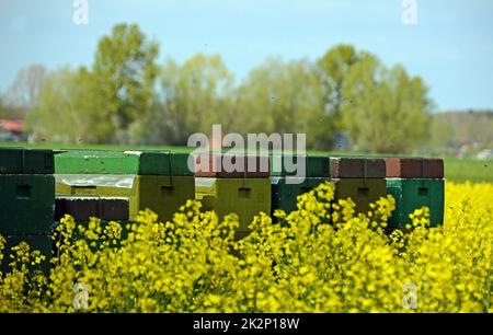 Ruches dans le champ de colza Banque D'Images