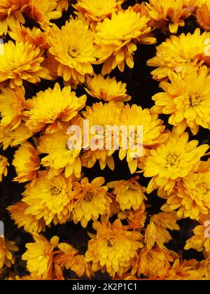 Jardin de chrysanthème après la pluie d'automne Banque D'Images