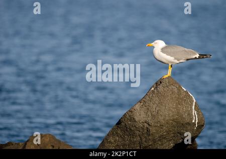 Goéland à pattes jaunes Larus michaellis atlantis. Banque D'Images