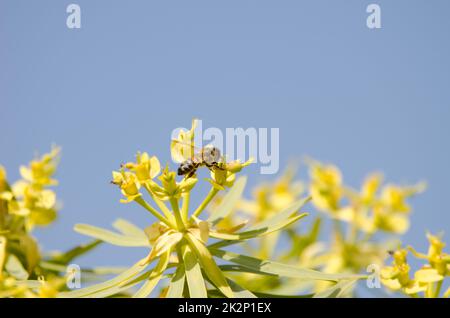 Abeille occidentale sur les fleurs de l'Euphorbia berthelotii. Banque D'Images