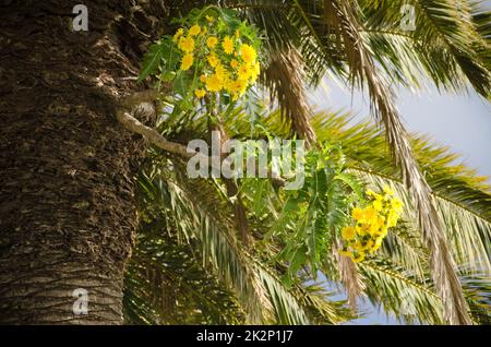 SOW Thistle en fleur croissant sur le tronc d'un palmier date de l'île des Canaries. Banque D'Images