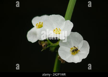 Une petite abeille sur une fleur sauvage blanche Banque D'Images
