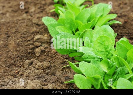 Feuilles fraîches d'épinards biologiques poussant dans le jardin de légumes Banque D'Images