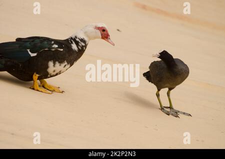 Un coot eurasien menaçant un canard moscovy domestique. Banque D'Images