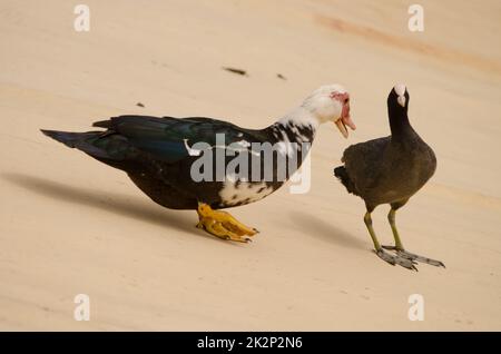 Canard moscovy domestique menaçant un coot eurasien. Banque D'Images