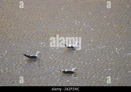 Goélands à pattes jaunes Larus michaellis atlantis. Banque D'Images