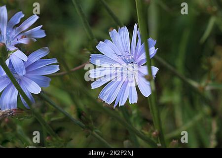 Chicorée chicorée bleu fleurs, fleurs sauvages sur le terrain. Fleur bleue sur fond naturel. Fleur d'endive chicorée sauvage . Cichorium intybus Banque D'Images